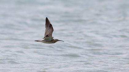 Sürmeli kervançulluğu