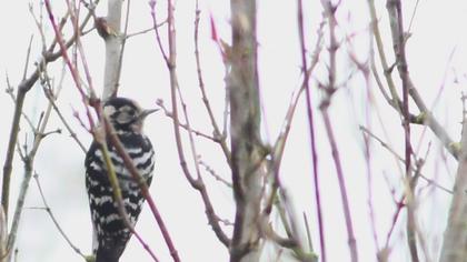 Küçük ağaçkakan