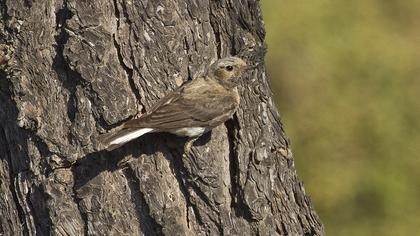 Karakulaklı kuyrukkakan