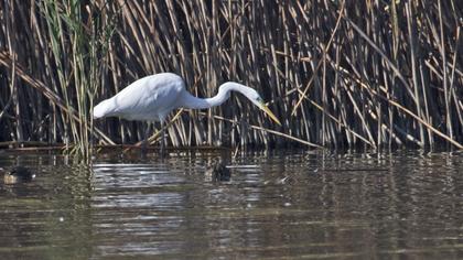 Büyük ak balıkçıl
