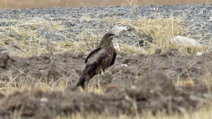 Black Kite