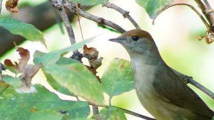 Karabaşlı ötleğen