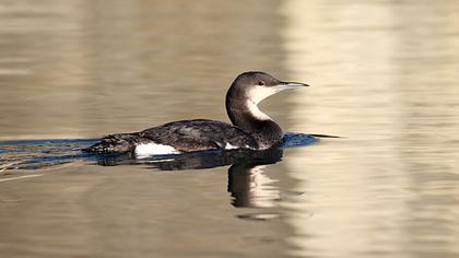Karagerdanlı dalgıç