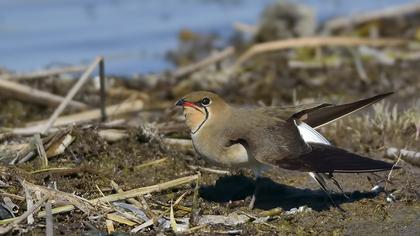 Bataklıkkırlangıcı