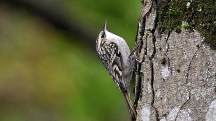 Bahçe tırmaşıkkuşu