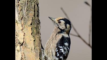 Küçük ağaçkakan