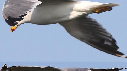 Van gölü martısı