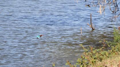 İzmir yalıçapkını