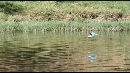 İzmir yalıçapkını