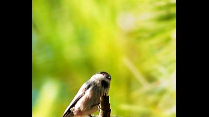 Uzunkuyruklu baştankara