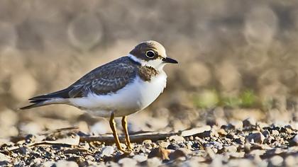 Halkalı küçük cılıbıt