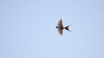 Kızıl kırlangıç