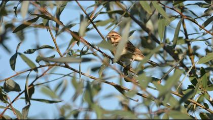 Bataklık Kirazkuşu