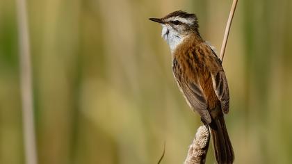 Bıyıklı kamışçın