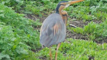 Erguvani balıkçıl