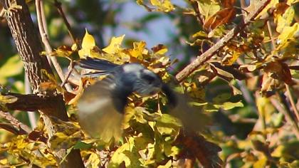 Uzunkuyruklu baştankara