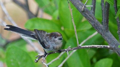 Uzunkuyruklu baştankara