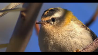 Sürmeli çalıkuşu