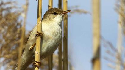 Çalı kamışçını