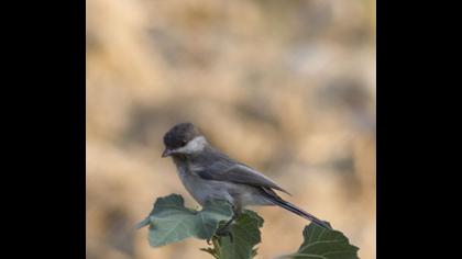 Akyanaklı baştankara