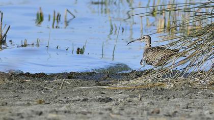 Sürmeli kervançulluğu