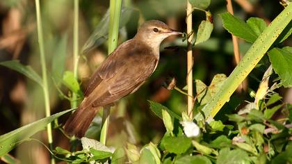 Büyük kamışçın