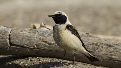 Karakulaklı kuyrukkakan
