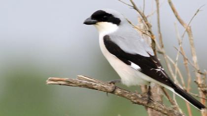 Karaalınlı örümcekkuşu