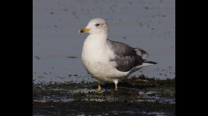 Van gölü martısı