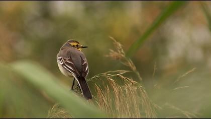 Sarıbaşlı kuyruksallayan