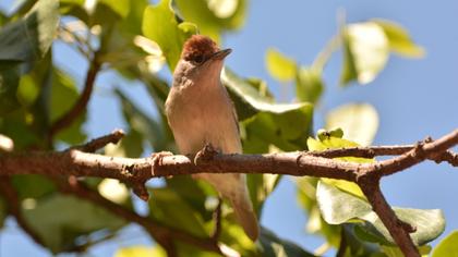Karabaşlı ötleğen