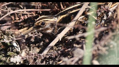 Küçük suçulluğu