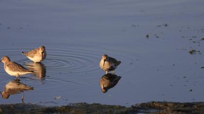 Karakarınlı kumkuşu