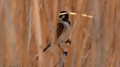 Bataklık Kirazkuşu