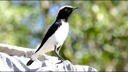 Aksırtlı kuyrukkakan