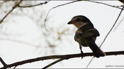 Maskeli örümcekkuşu