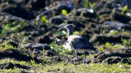 Sürmeli kervançulluğu