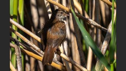 Cetti`s Warbler