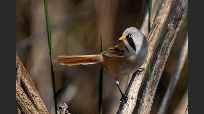 Bearded Reedling