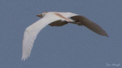 Western Cattle Egret