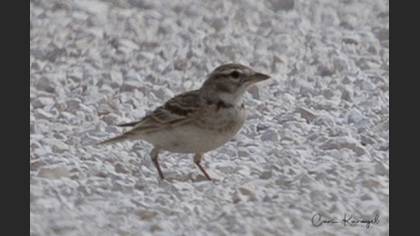Greater Short-toed Lark