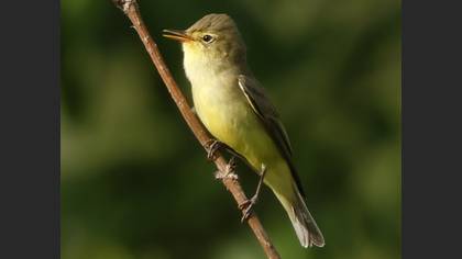 Icterine Warbler