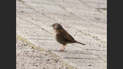 Dunnock