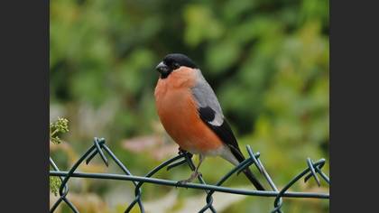 Eurasian Bullfinch