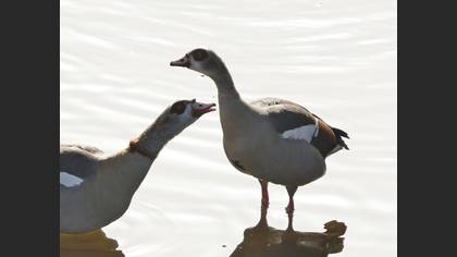 Egyptian Goose