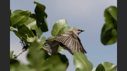 Yellow-throated Sparrow