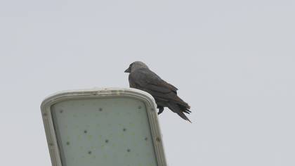Western Jackdaw