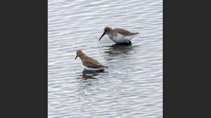 Dunlin