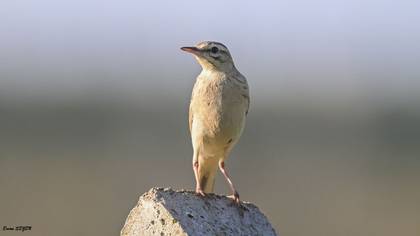 Tawny Pipit
