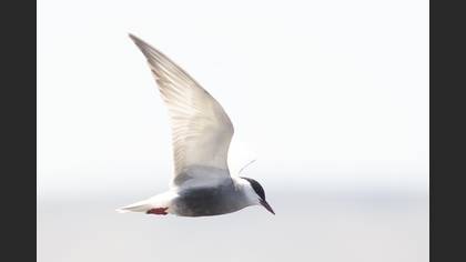 Whiskered Tern